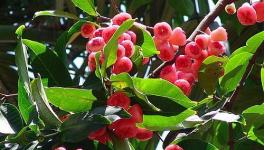 水泥廠老板承包5000畝土地陷入巨虧