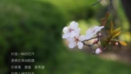 人間四月天，水泥廠里眾位“仙子”在等著與你浪漫邂逅