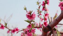 人間四月芳菲盡，桃花朵朵映中聯(lián)！
